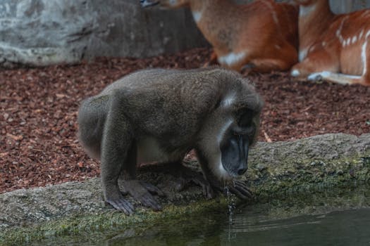 Nettikasino Ilman Talletusta: Oppimateriaali Suomalaisille Pelaajille