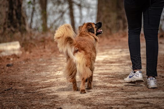Auton Rahoitus Yksityiselle Henkilölle: Opas Autorahoitus Yksityinen