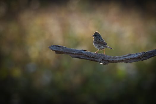 Casumo Vedonlyönti: Bonukset, Kokemukset Ja Pelivalikoima