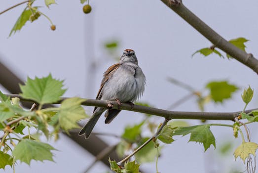 Kuinka Hakea Ja Käyttää S-Etukorttia Tehokkaasti