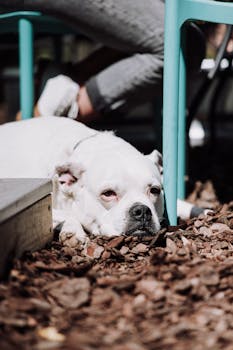 Lainan Hakeminen Ja Vertailu: 1000 Euroa Lainaa